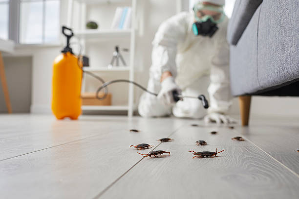 Post-Treatment Bed Bug Interceptor Monitoring in Lebanon South